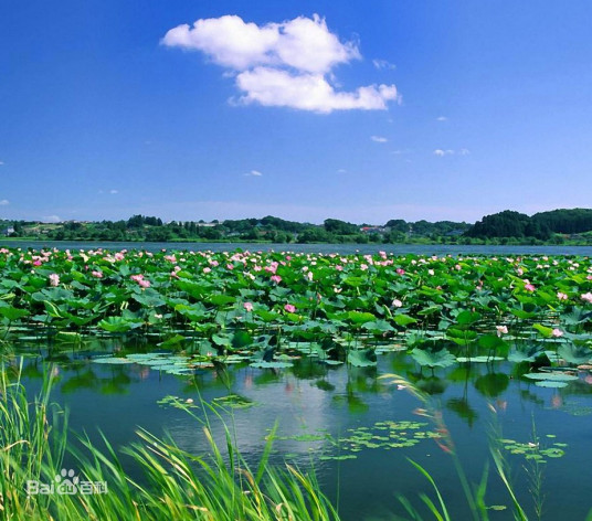 汕头莲塘村