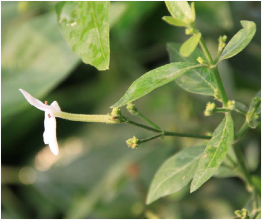 白鹤灵芝（爵床科灵枝草属植物白鹤灵芝的枝或叶）