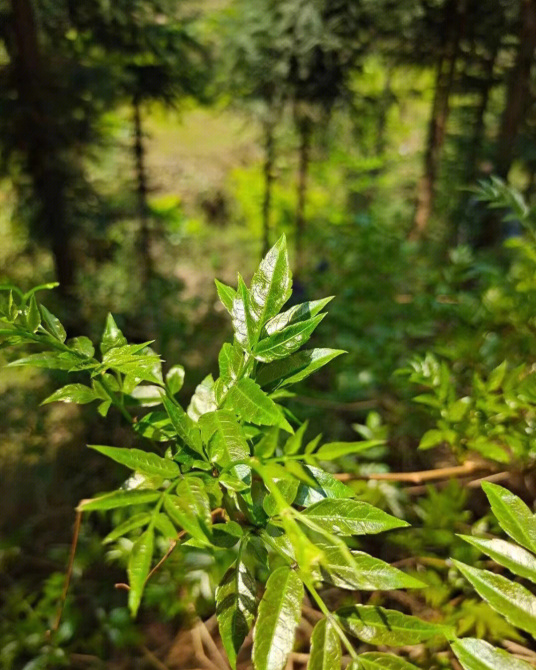 藤茶（茶叶）