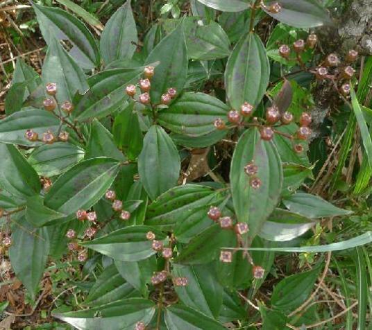 野海棠（野牡丹科野海棠属植物）