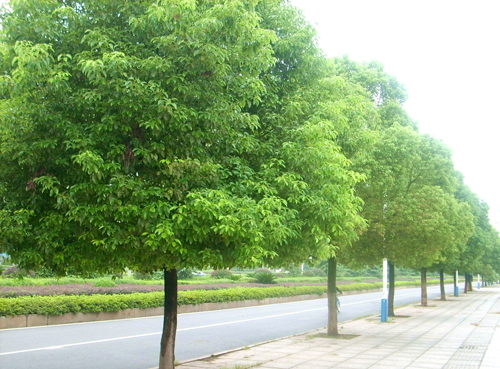 香樟（樟科樟属植物）