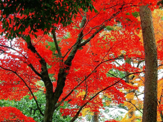 香山红叶节