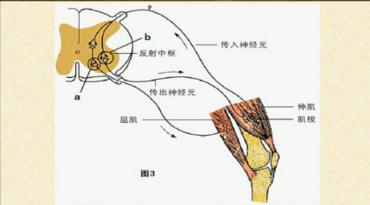 二元反射