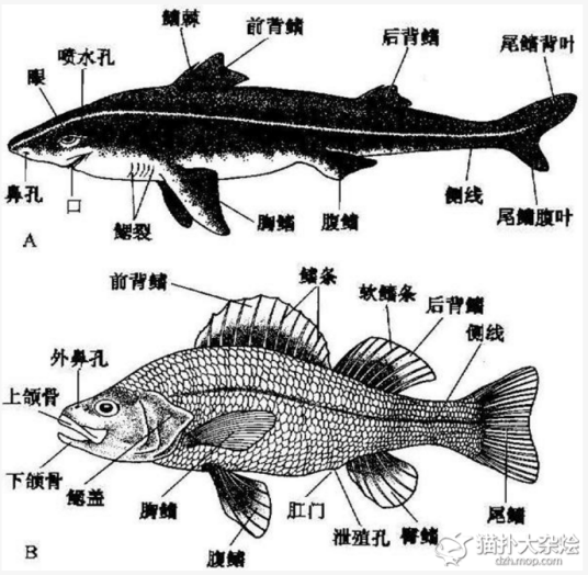 鱼的排泄器官