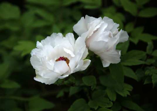 白牡丹（蓝雪科石莲花属植物）