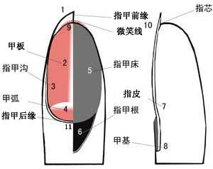 指（趾）甲