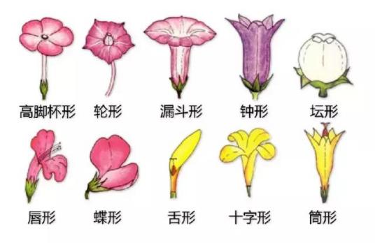 花冠（植物学概念）