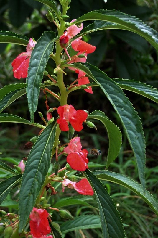 凤仙花（中药）