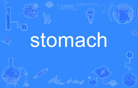 stomach