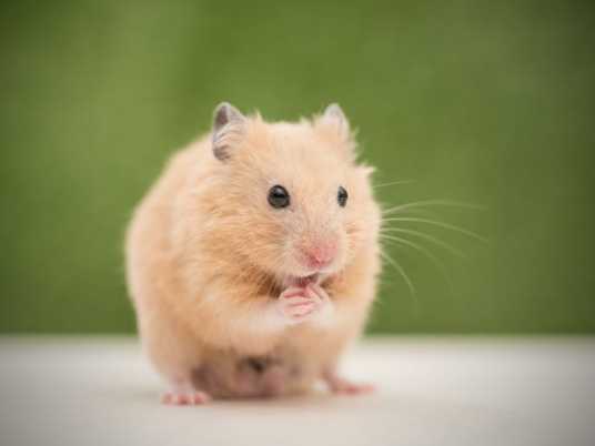 hamster