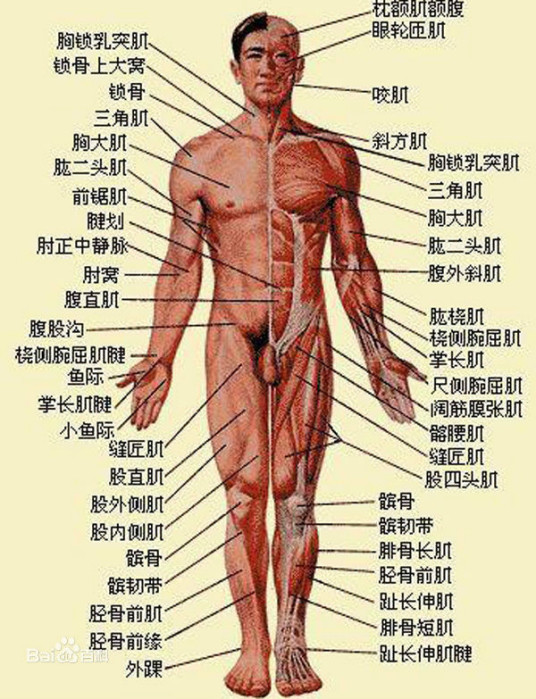 人体解剖图