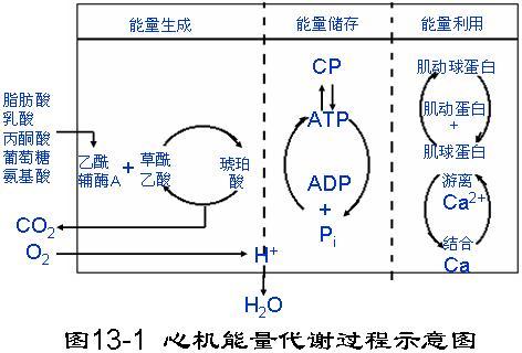 心肌肌钙蛋白