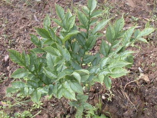 魔芋（天南星科魔芋属植物）