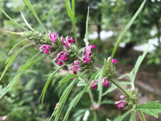 益母草（唇形科益母草属植物）