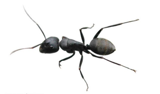 ant（蚂蚁）