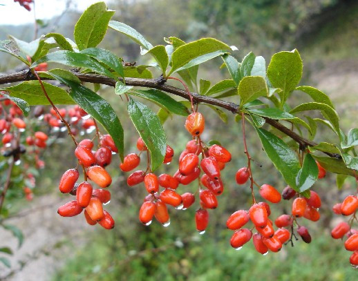 山茱萸（中药）