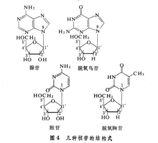 五种核苷酸