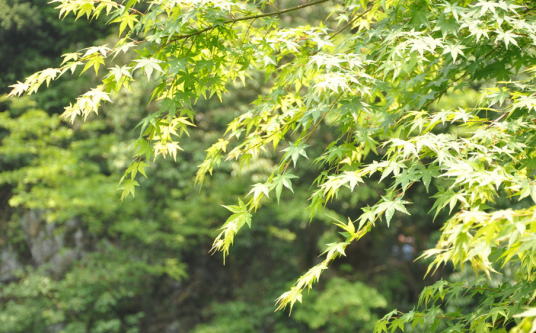 枫（夏绿乔木植物）