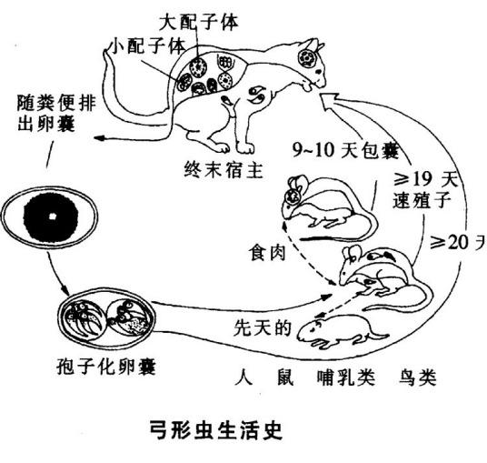 弓形虫