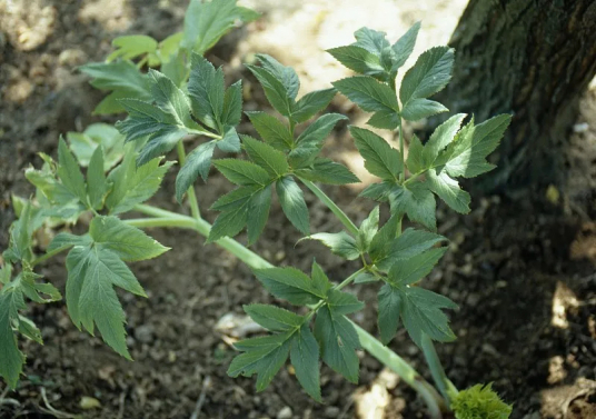 白芷（伞形目伞形科植物）