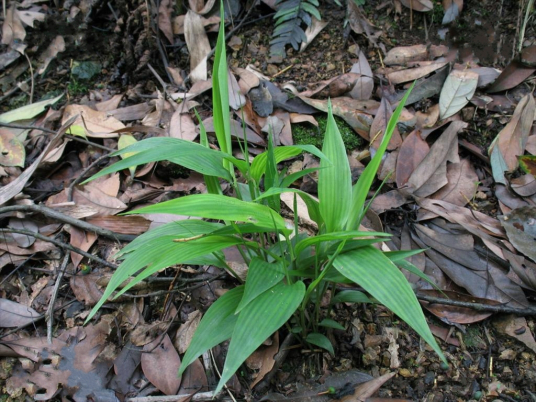 淡竹叶（禾本科淡竹叶属植物）