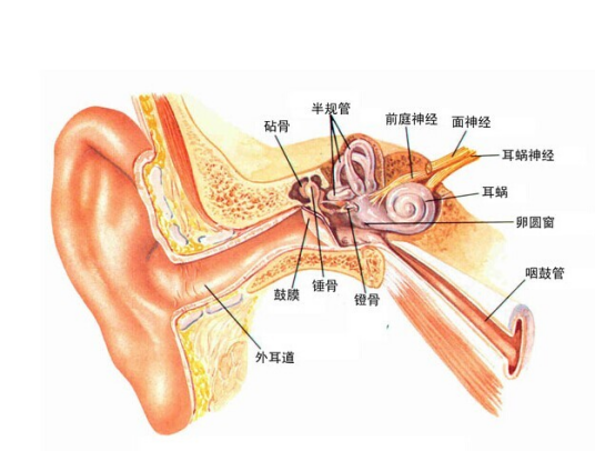 耳（听觉器官）