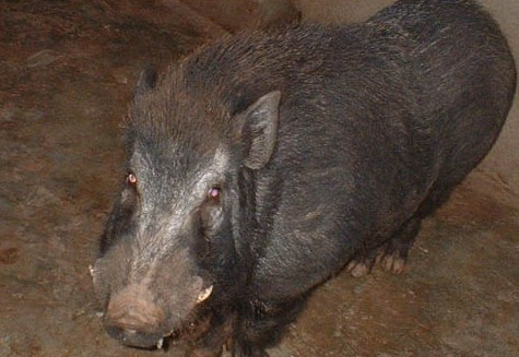 Boar