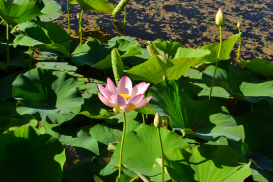 莲（莲科莲属植物）