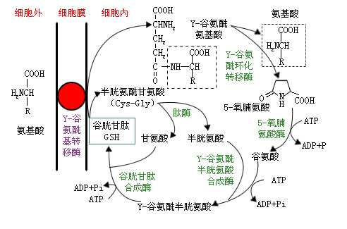 γ-谷氨酰转肽酶