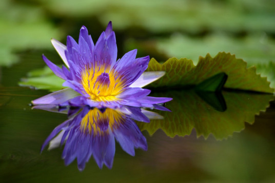 蓝莲花（睡莲科睡莲属植物）