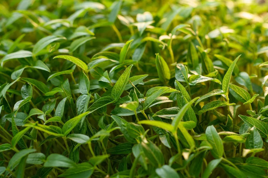 绿豆（豆科植物）