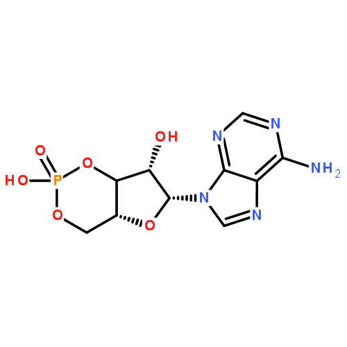 环磷酸腺苷