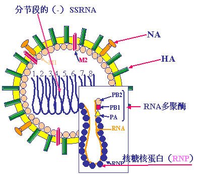 生物病毒