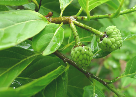 番荔枝（中药材）