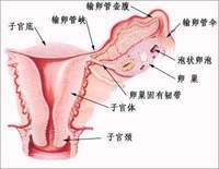 输卵管粘连