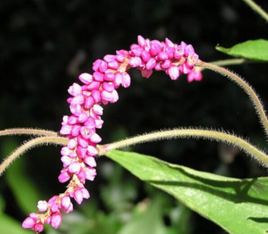 毛蓼（植物）