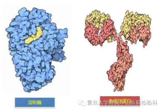 血淀粉酶