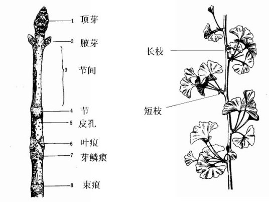 茎（植物的六大器官之一）