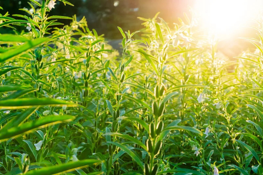 黑芝麻（胡麻科胡麻属植物）