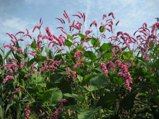 蓼（蓼科蓼属植物）