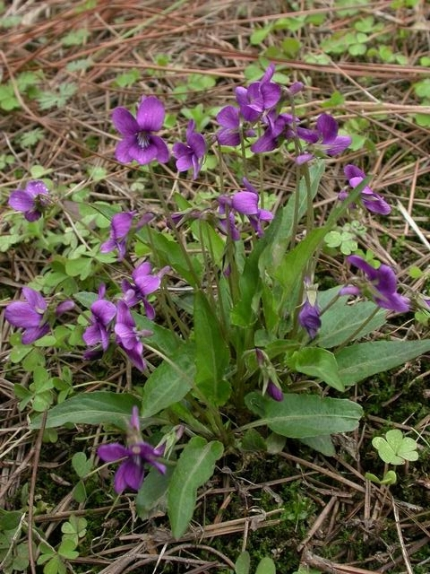 紫花地丁（中药）