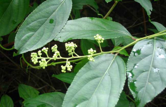 雷公藤（卫矛科雷公藤属植物）