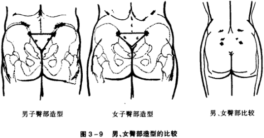 美臀