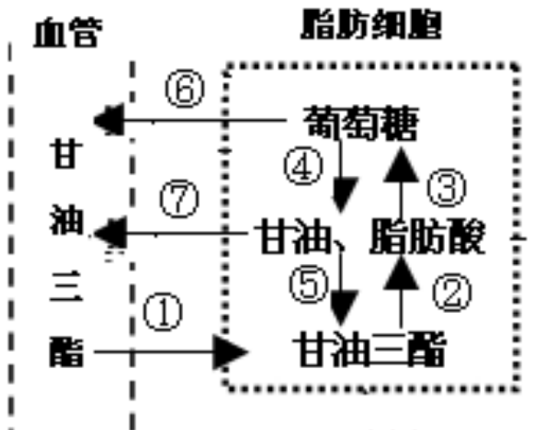 甘油三脂低