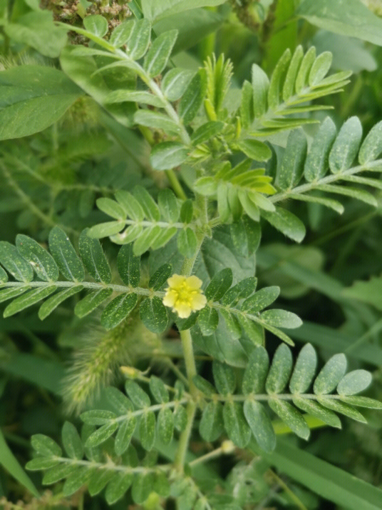 蒺藜（蒺藜科蒺藜属植物）