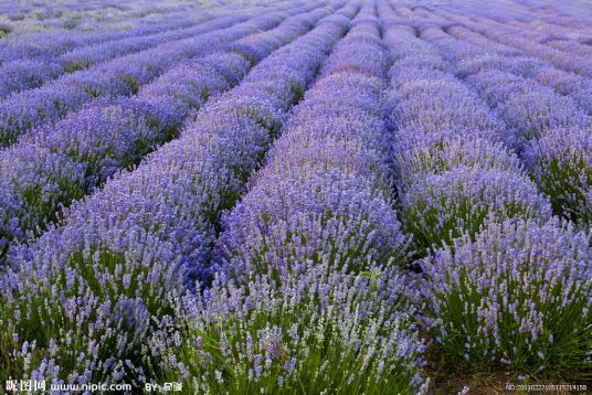 lavender（薰衣草）