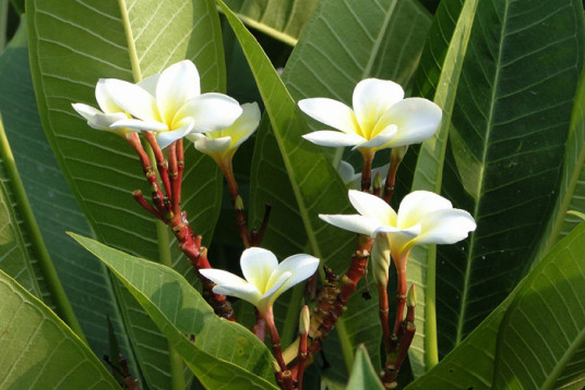 鸡蛋花（中药）