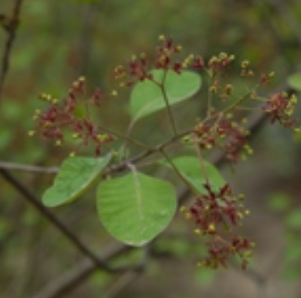 红叶（漆树科黄栌属植物）