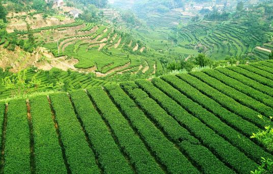 三峡茶叶