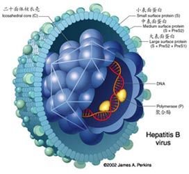 抗病毒药物